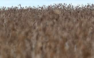 Plantio de soja em Primavera do Leste (MT) 
07/02/2013
REUTERS/Paulo Whitaker