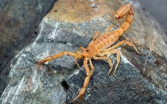 Conheça os possíveis significados de sonhar com escorpião - Crédito: Ernie Cooper/Shutterstock