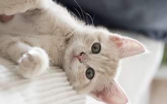 Nomes de gato: 20 opções mais populares para se inspirar