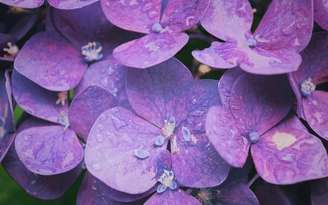 Use flores de violeta para atrair sucesso para o seu lar -