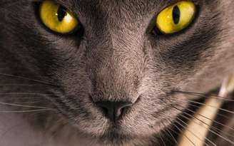 Saiba mais sobre os dons místicos dos gatos - Foto de Mermek AM no Pexels