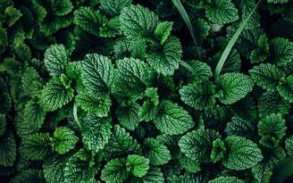 Aprenda diferentes formas de utilizar a hortelã para obter os benefícios desta erva - Shutterstock.