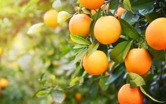 Veja como aproveitar todos os benefícios da laranja, que vão muito além da vitamina C - Shutterstock.