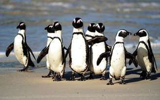 Pinguins africanos em praia nas proximidades da Cidade do Cabo