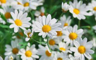 Atraia boas energias com o poder desta flor para um novo ciclo - Shutterstock.
