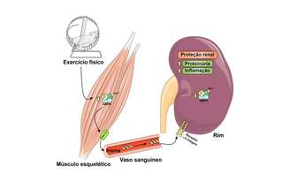 Constatação foi feita por pesquisadores da Unicamp por meio de experimentos com ratos e cultura de células renais humanas. Resultados divulgados na revista Scientific Reports mostram que a irisina, substância liberada durante a prática de atividade física, evita a degeneração celular que leva à nefropatia diabética e à insuficiência rena