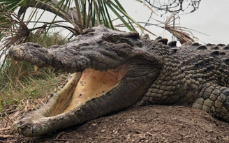 Voo baixo de helicópteros 'excita' 3 mil crocodilos em fazenda na Austrália