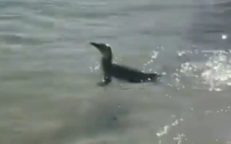 Pinguim foi visto em praia da zona sul carioca