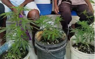 Atualmente, a Lei Antidrogas proíbe em todo o território nacional o plantio de maconha