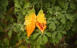 Fonte de vitaminas e antioxidantes, conheça os efeitos do melão-de-são-caetano na saúde do corpo. /