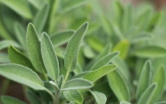 Bonnie McCann/GettyImages