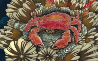 Pesquisadores brasileiros descobriram na Ilha James Ross, na Antártica, um fóssil raro de caranguejo com 85 milhões de anos. O animal, chamado Sabellidromites santamarta, viveu no Cretáceo, quando a região era quente, úmida e coberta por florestas e mares mornos.