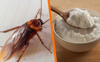 Directo al paladar México