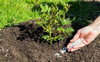 Ludmila Kapustkina/shutterstock