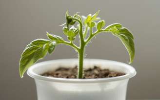 Cultivada em casa, essa planta leva cor e sabor para qualquer cantinho. /