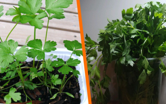 Directo al paladar México