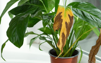 Tatiana Foxy/GettyImages