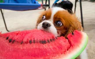 Frutas que o cachorro pode comer
