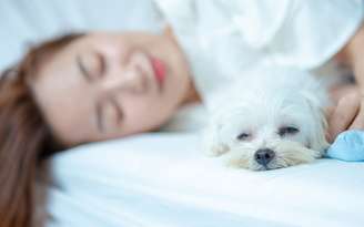 Cachorro pode dormir na cama com o dono?