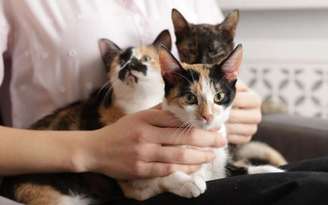 a psicologia busca entender o que pode estar por trás desse desejo (quase incontrolável) de acumular um grande número de gatos em casa. /