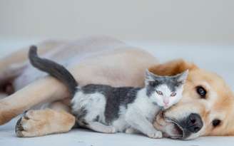 Como acostumar cachorro com gato