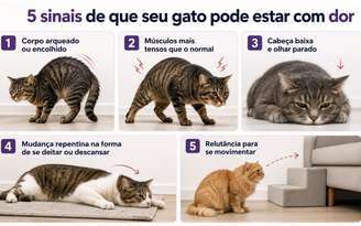 Gato com dor