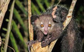 Com aparência peculiar e hábitos noturnos, o Aie-Aie é um primata exclusivo de Madagascar que desperta curiosidade. Embora seu visual assustador cause medo em quem o encontra, ele não oferece perigo aos humanos. Conhecer esse animal raro é mergulhar em um universo de mistérios e descobertas fascinantes.