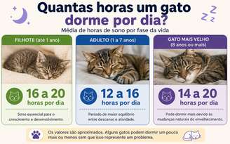 Quantas horas um gato dorme por dia
