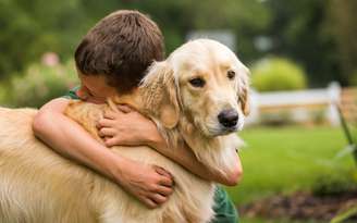 Expectativa de vida de um Golden Retriever