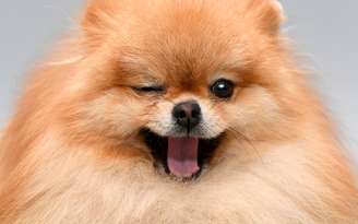 Lulu da Pomerânia