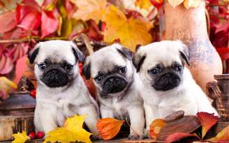 Expectativa de vida do Pug