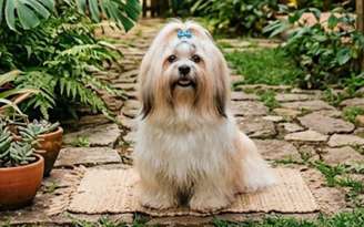 Expectativa de vida média do Lhasa Apso