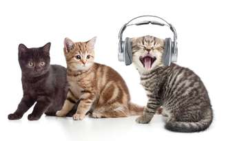 Gatos mais falantes