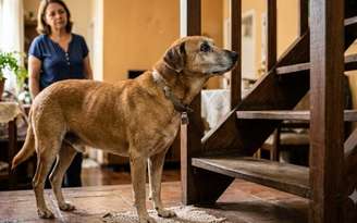 Sinais de envelhecimento em cachorro / SaúdeLab
