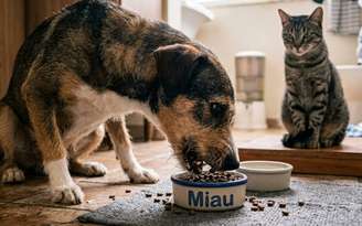 Cachorro pode comer ração de gato? / SaúdeLab