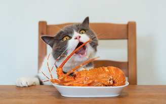 Gato comendo demais