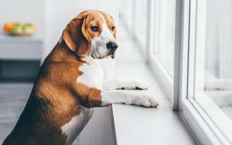 Deixar o cachorro sozinho é maus-tratos?