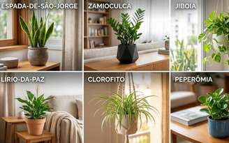 Plantas para apartamento
