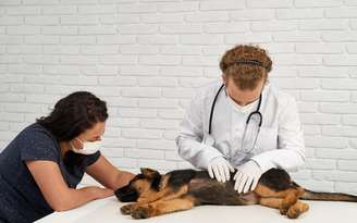 Raças de cães
