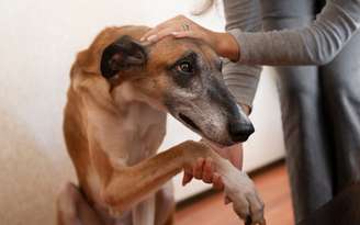 Sintomas de demência canina / Crédito: Magnific