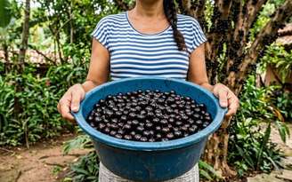 Pode congelar jabuticaba?