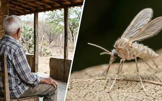 Idoso em área rural e o mosquito palha (flebotomíneo). Imagem ilustrativa.
