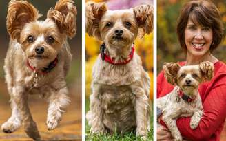 Cão de terapia / Champs em diferentes momentos e no colo de sua tutora. Crédito: Amy Zounes