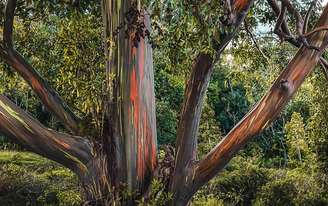 Eucalyptus deglupta