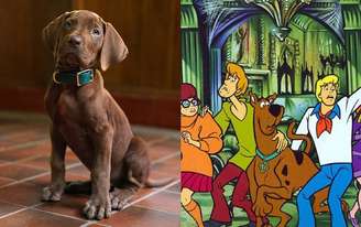 Scooby-Doo será vivido pela primeira vez por cachorro real em novo live-action da Netflix