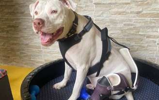O cachorro Sansão ganhou uma prótese para conseguir andar da ONG Patas Para Você