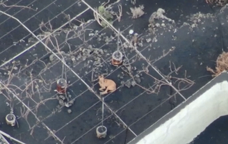 Cães são mantidos vivos por meio de alimentados levados por drones em Las Palmas, na Espanha.