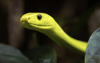 Mamba-verde-oriental, como a que picou o youtuber (Dendroaspis angusticeps) 