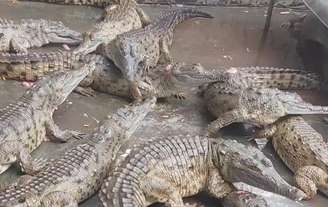 Crocodilos-do-orinoco reunidos antes de serem liberados em rio na Venezuela