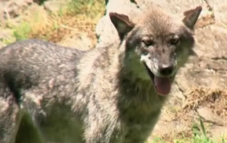 Pais são indiciados ​​após criança de 1 ano e 5 meses invadir área com lobos em zoológico dos EUA